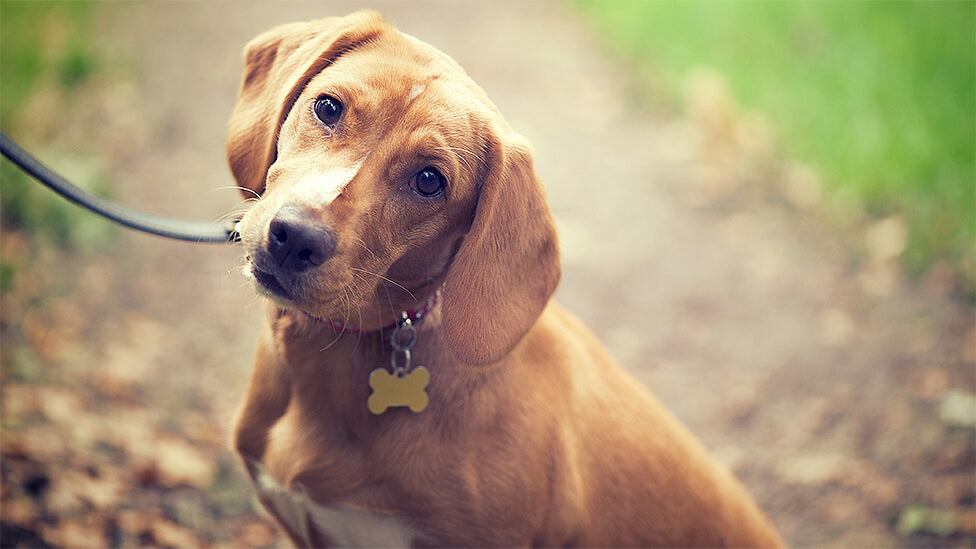 How to stop your dog from being stolen in the UK with better safety